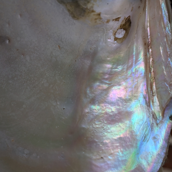 Pink Mussel Shells-Bundle- 6 Shells - Picture 9 of 9